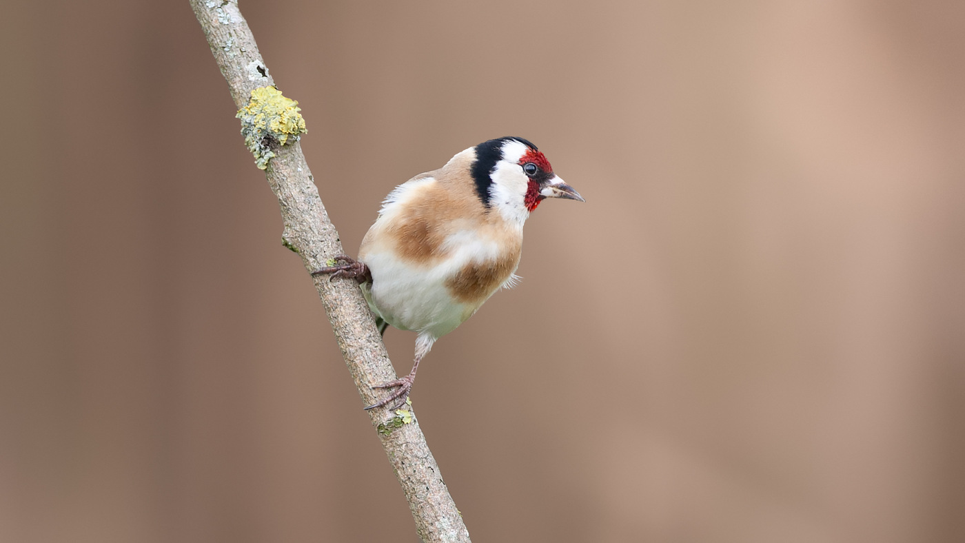 Goldfinch (Carduelis carduelis) - Photo made at the Flevocentrale
