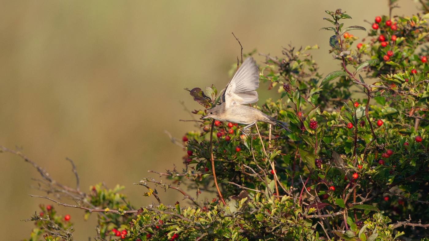 Barred Warbler (Sylvia nisoria) - Photo made at the Robbenjager on the island of Texel