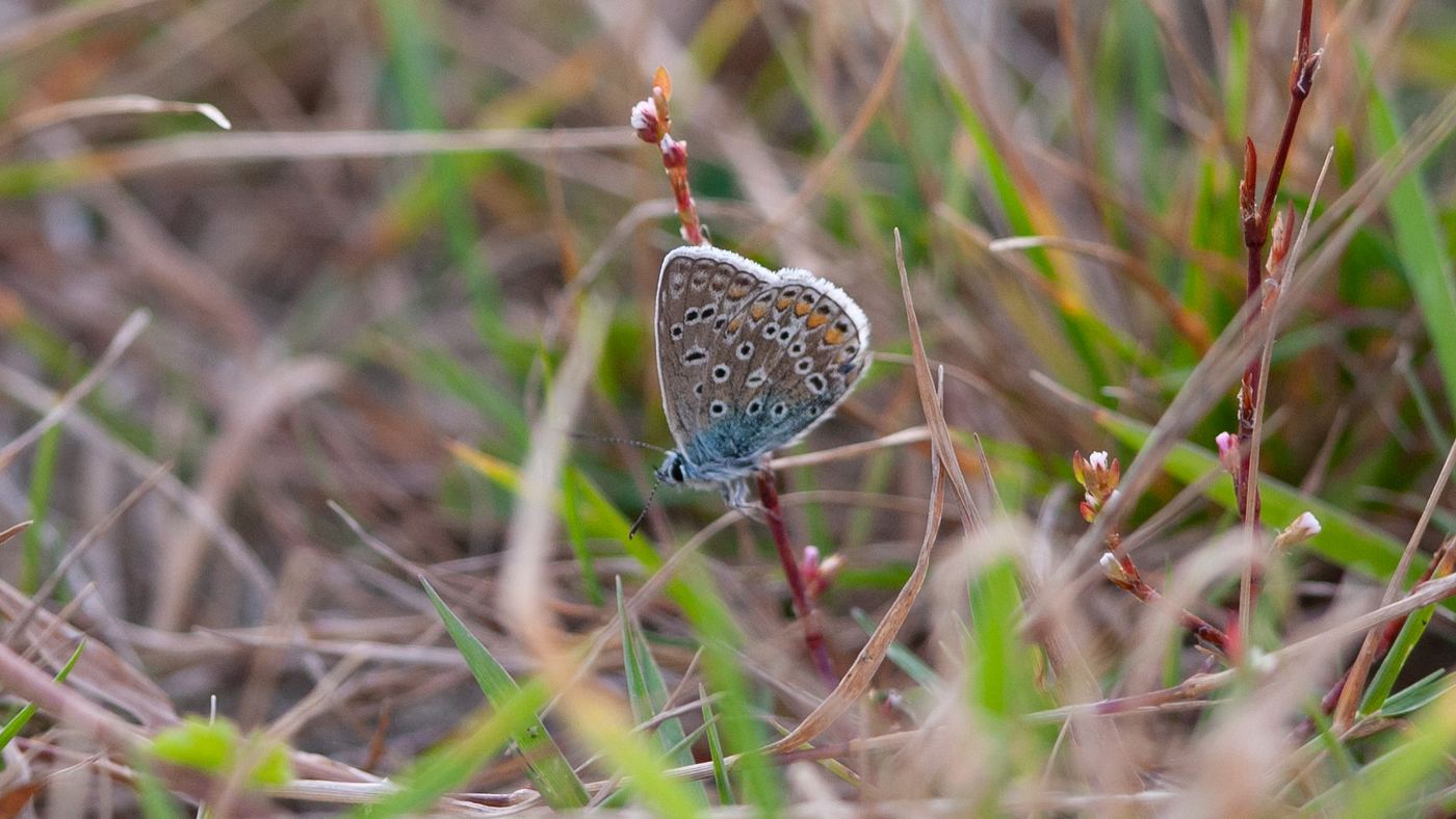Common Blue (Polyommatus icarus) - Photo made at t'Vroon near Westkapelle