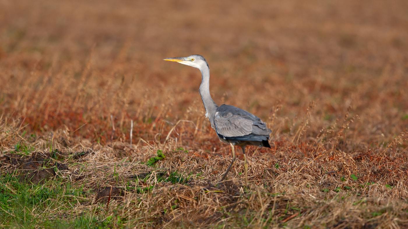 Grey Heron (Ardea cinerea) - Photo made in the area of Camperduin