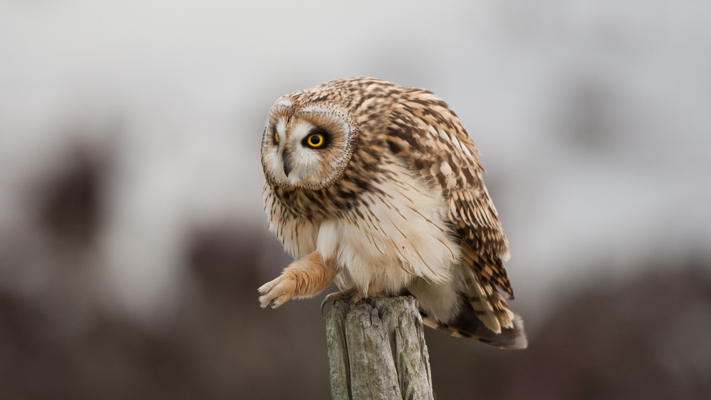 Short-eared Owl (Asio flammeus) - Photo made at Schouwen Duiveland
