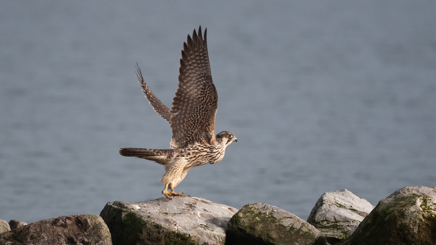 Peregrine Falcon (Falco peregrinus) - Picture made near Bruinisse