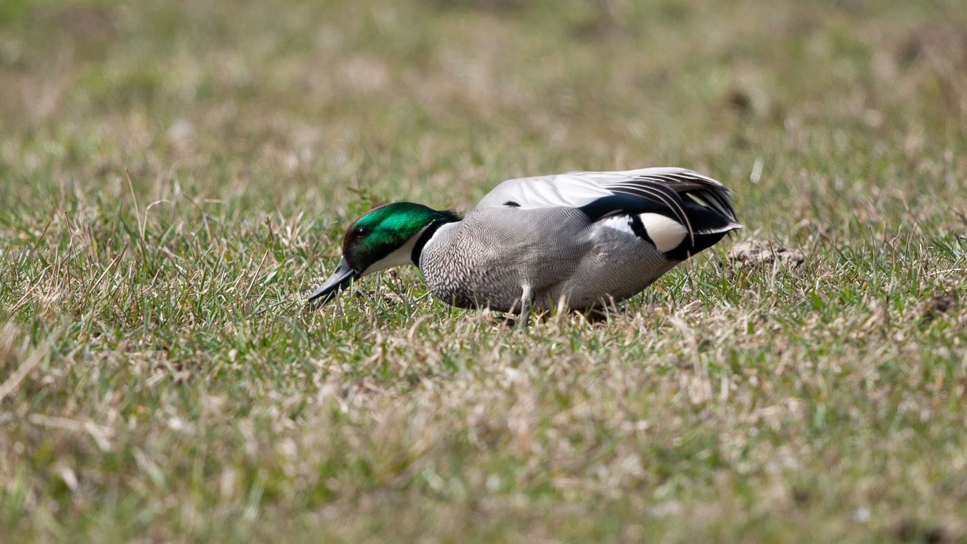 Bronskopeend (Anas falcata) - Foto gemaakt bij Spijkenisse