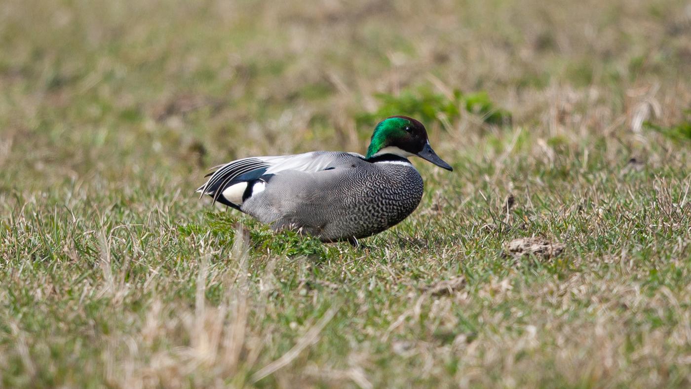 Falcated Duck (Anas falcata) - Picture made near Spijkenisse