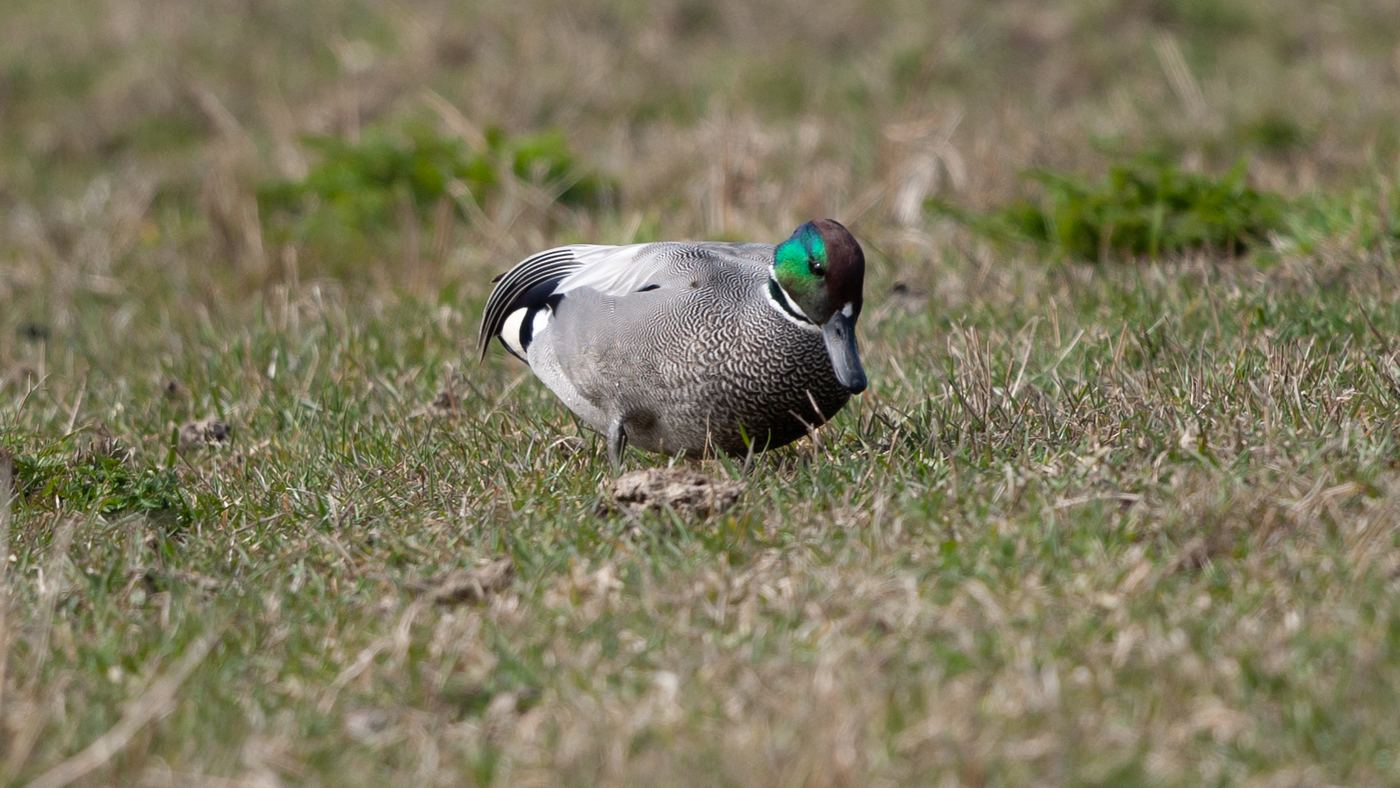 Bronskopeend (Anas falcata) - Foto gemaakt bij Spijkenisse