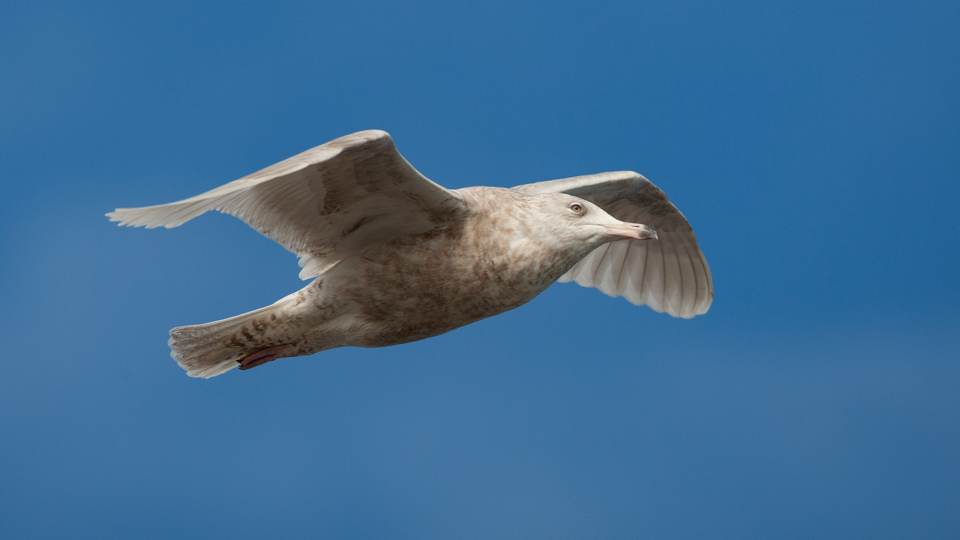 Grote Burgemeester (Larus hyperboreus) - Foto gemaakt bij de zuidpier van Scheveningen