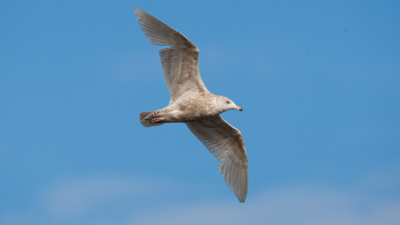 Grote Burgemeester (Larus hyperboreus) - Foto gemaakt bij de zuidpier van Scheveningen