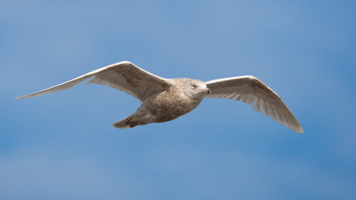 Glaucous Gull (Larus hyperboreus) - Picture taken at the south pier of Scheveningen