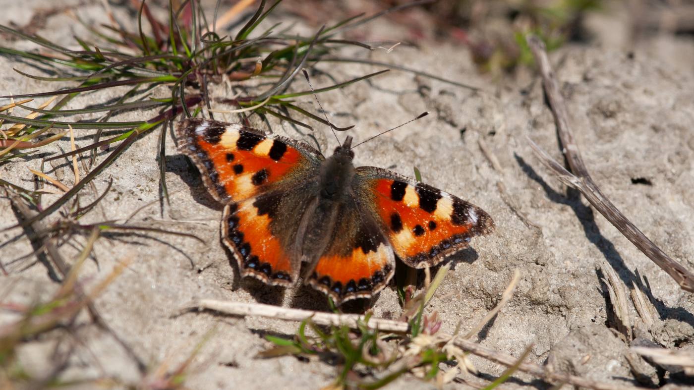 Kleine Vos (Aglais urticae) - Foto gemaakt in het Vroon bij Westkapelle