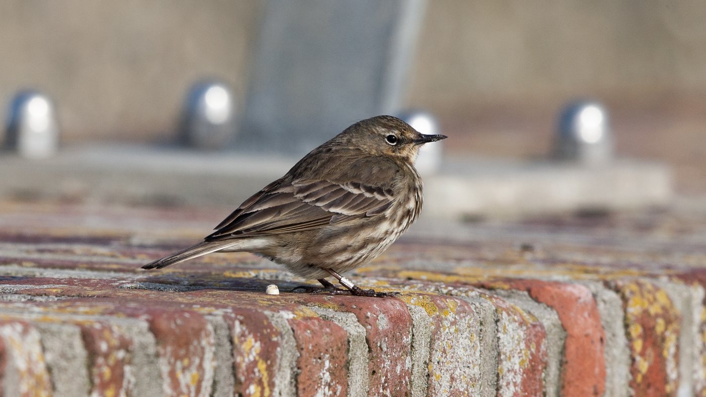 Eurasian Rock Pipit (Anthus petrosus) - Picture taken at the south pier of Scheveningen