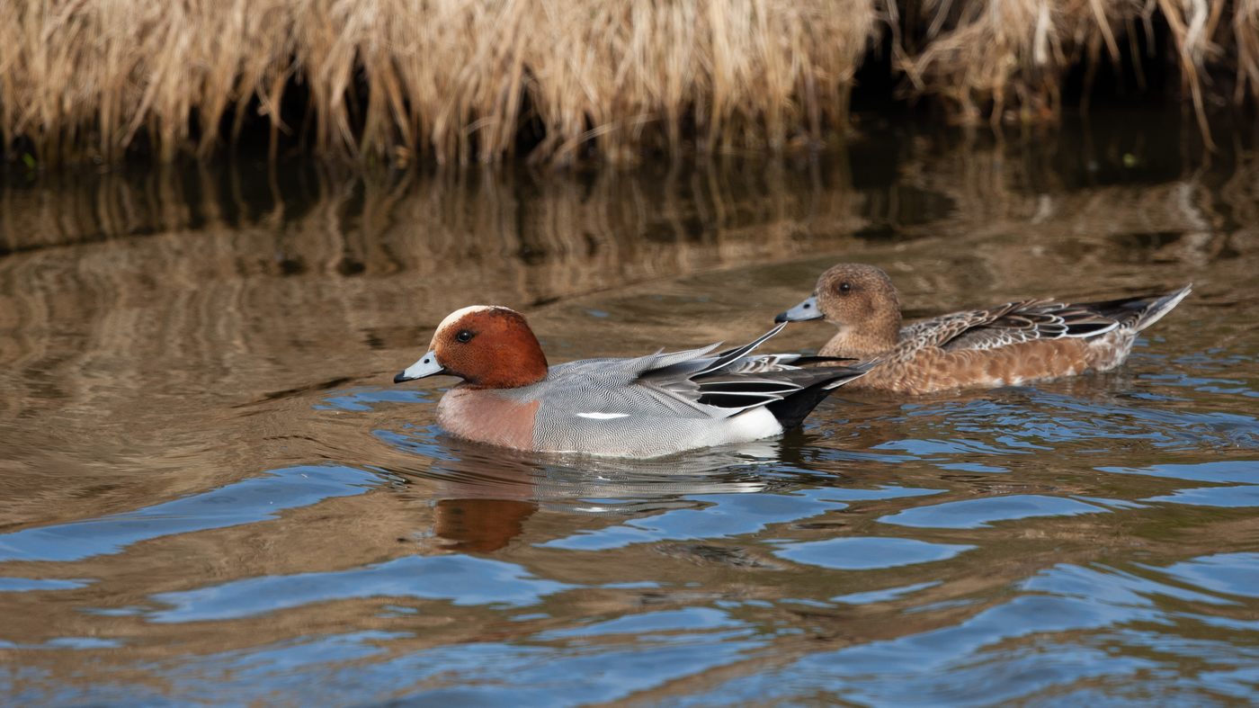 Eurasian Wigeon (Anas penelope) - Picture made near Spijkenisse