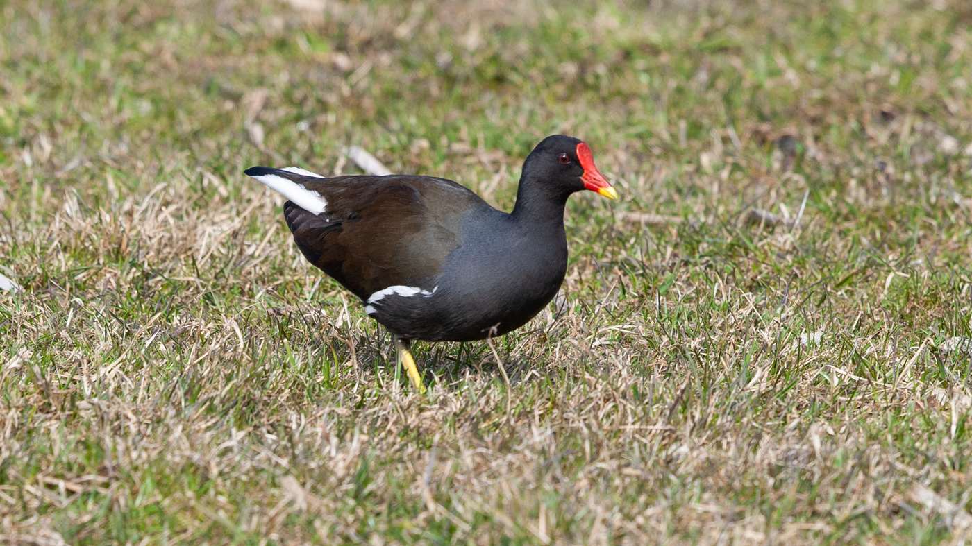 Waterhoen (Gallinula chloropus) - Foto gemaakt bij Spijkenisse