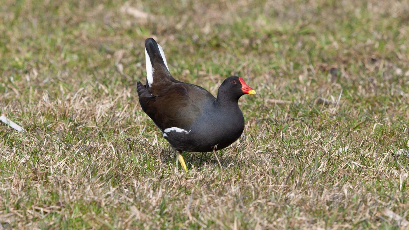 Waterhoen (Gallinula chloropus) - Foto gemaakt bij Spijkenisse