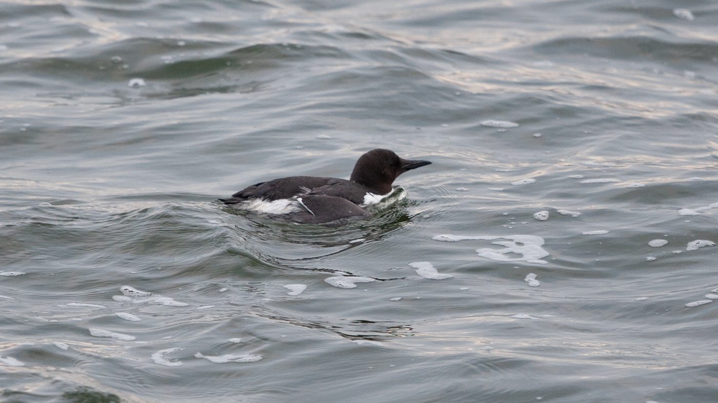 Common Murre (Uria aalge) - Picture taken at the pier in IJmuiden