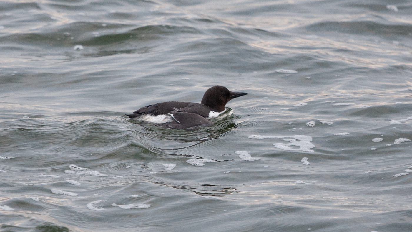 Zeekoet (Uria aalge) - Foto gemaakt bij de pier in IJmuiden