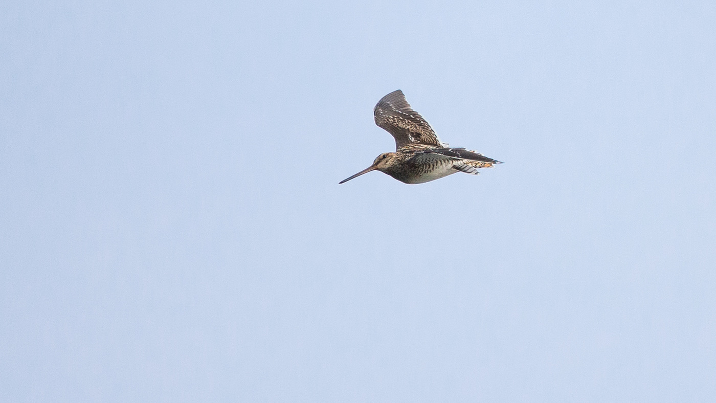 Common Snipe (Gallinago gallinago) - Picture made in the Zuidlaardermeer