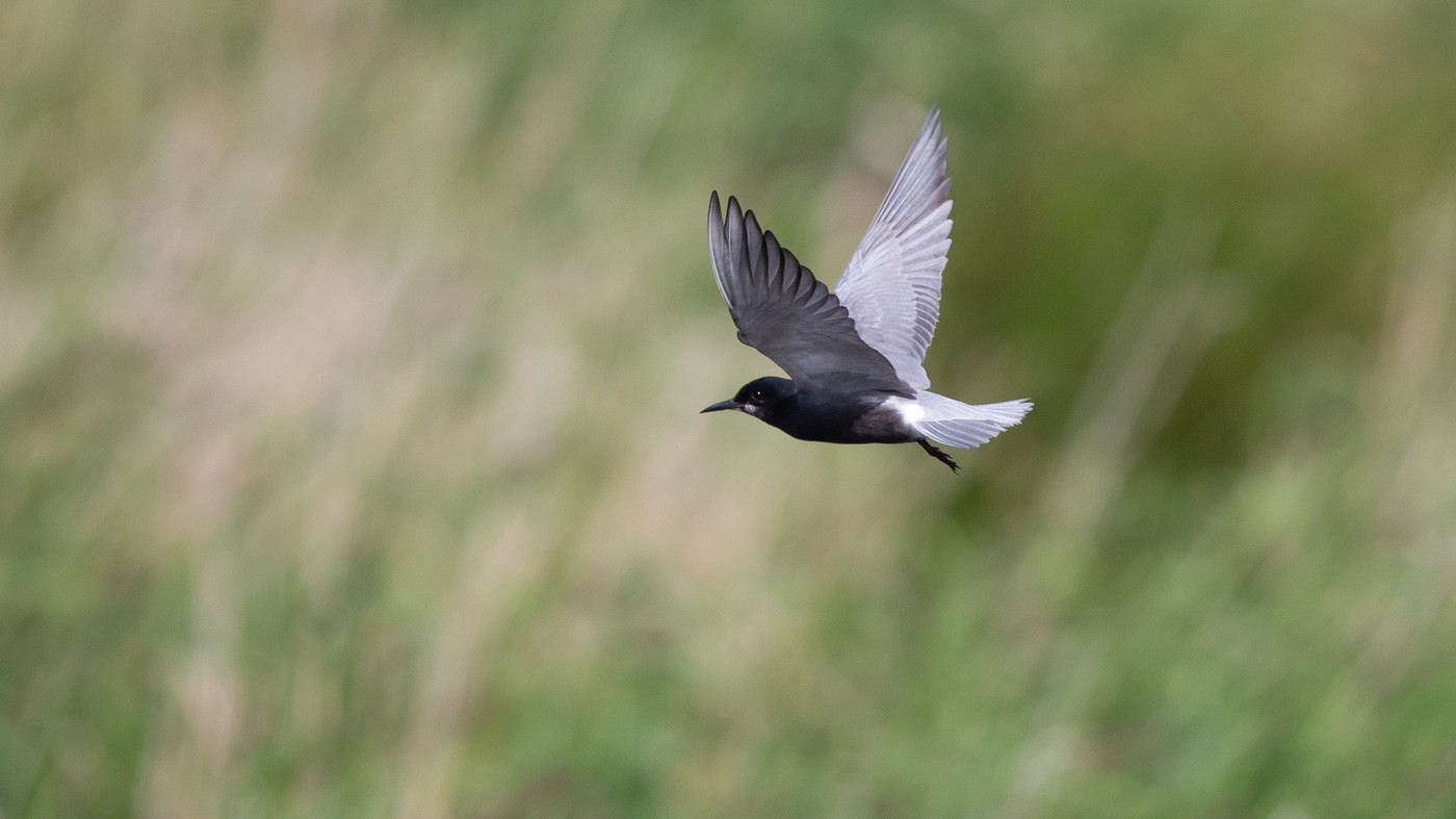 Black Tern (Chlidonias niger) - Picture made in the Zuidlaardermeer