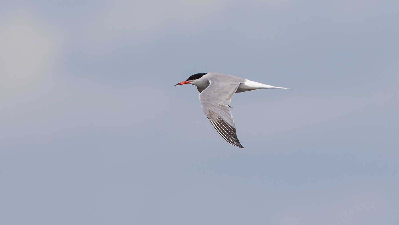 Common Tern (Sterna hirundo) - Picture made near Tholen