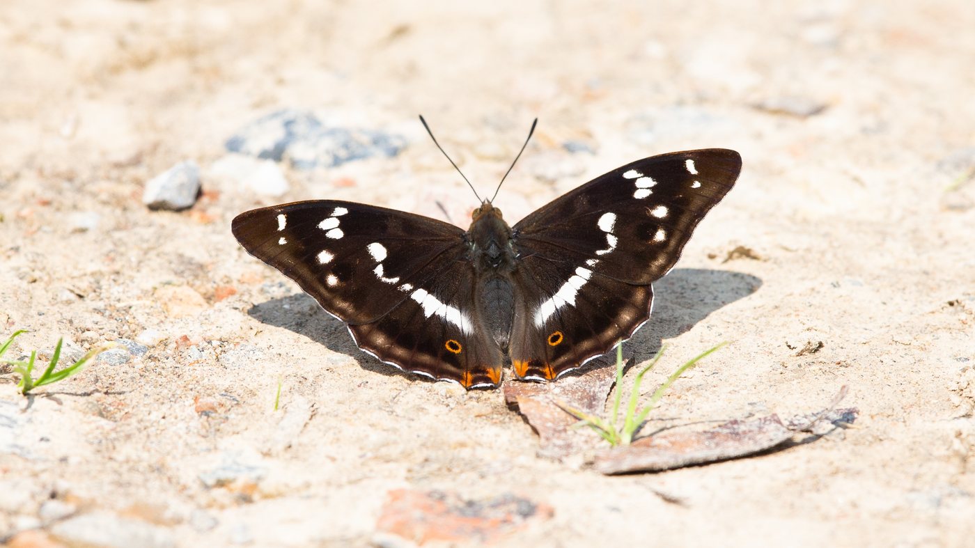 Purple Emperor (Apatura iris) - Picture made near the Vilt