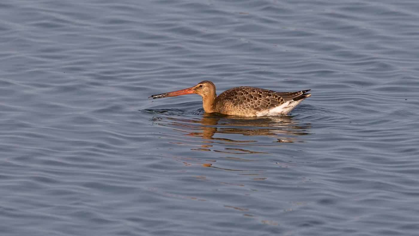 Black-tailed Godwit (Limosa limosa) - Picture made at the Lauwersmeer