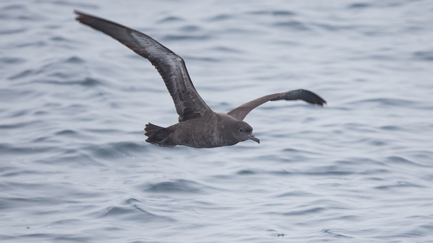 Sooty Shearwater (Puffinus griseus) - Picture made at the Northsea