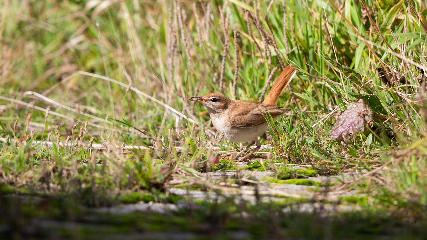 Rufous-tailed Scrub Robin (Erythropygia galactotes) - Picture made in the Pettemerpolder