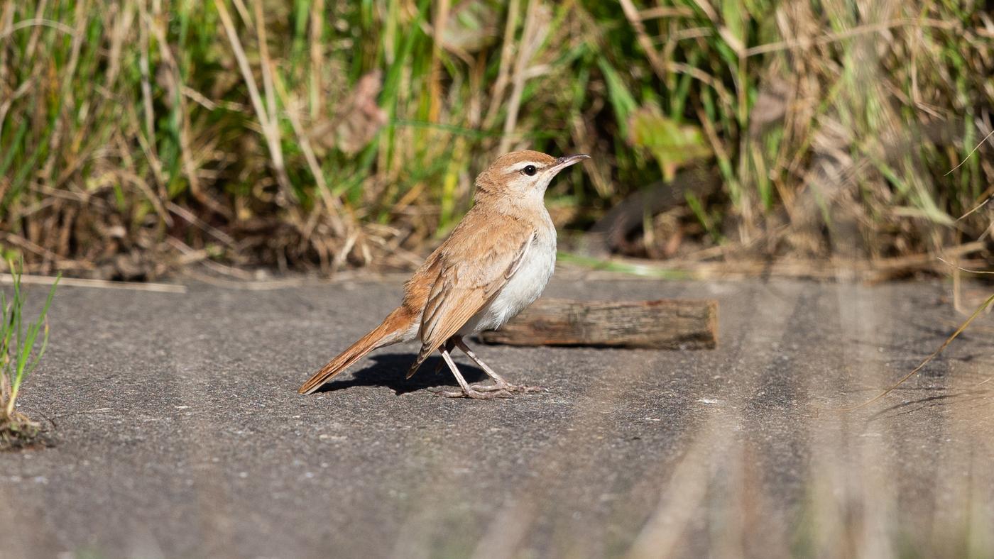 Rufous-tailed Scrub Robin (Erythropygia galactotes) - Picture made in the Pettemerpolder
