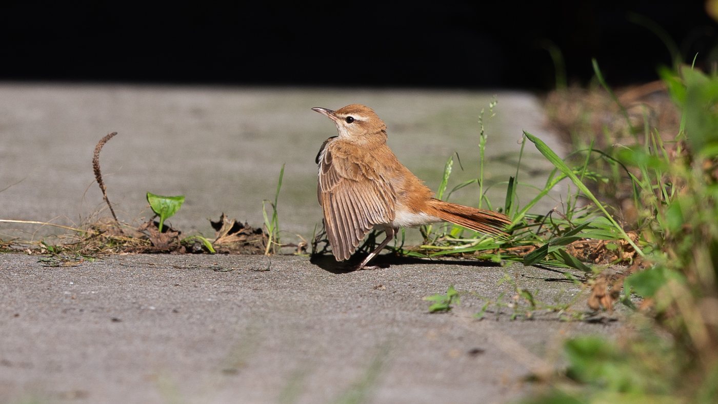 Rufous-tailed Scrub Robin (Erythropygia galactotes) - Picture made near Schoorl