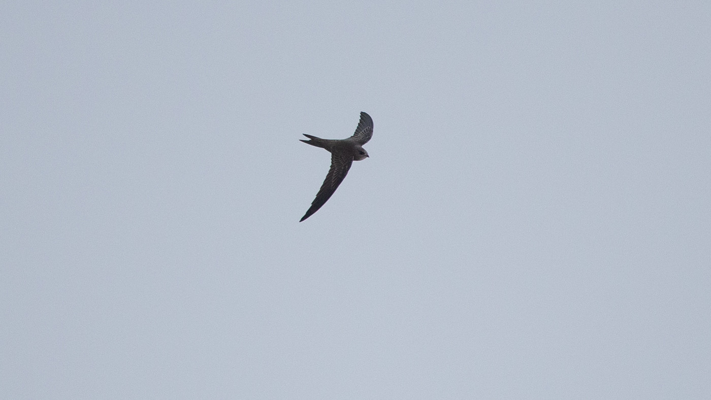 Pallid Swift (Apus pallidus) - Picture made at Vlieland
