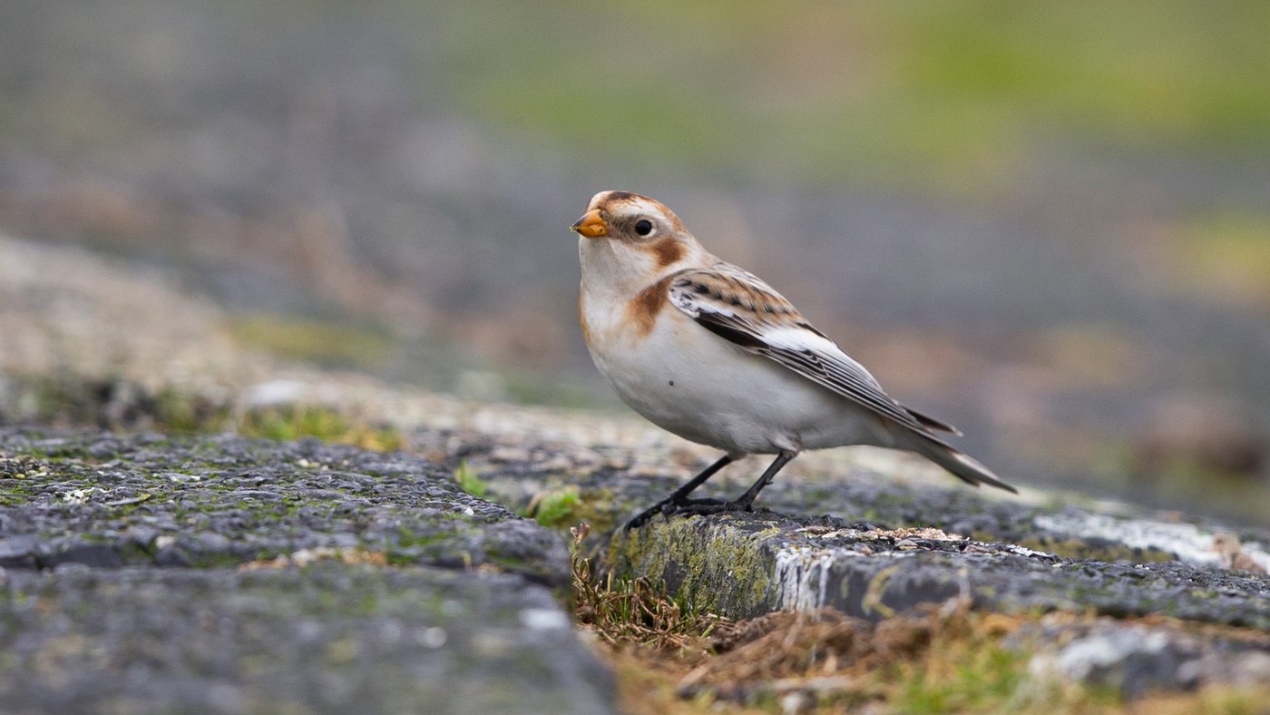 Snow Bunting (Plectrophenax nivalis) - Picture made in the port of Lauwersoog