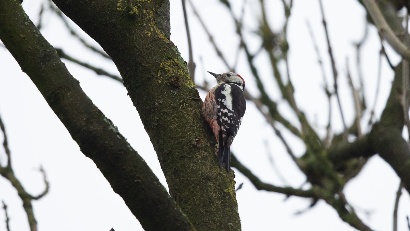 Middle Spotted Woodpecker (Dendrocopos medius) - Picture made in Gristede Germany