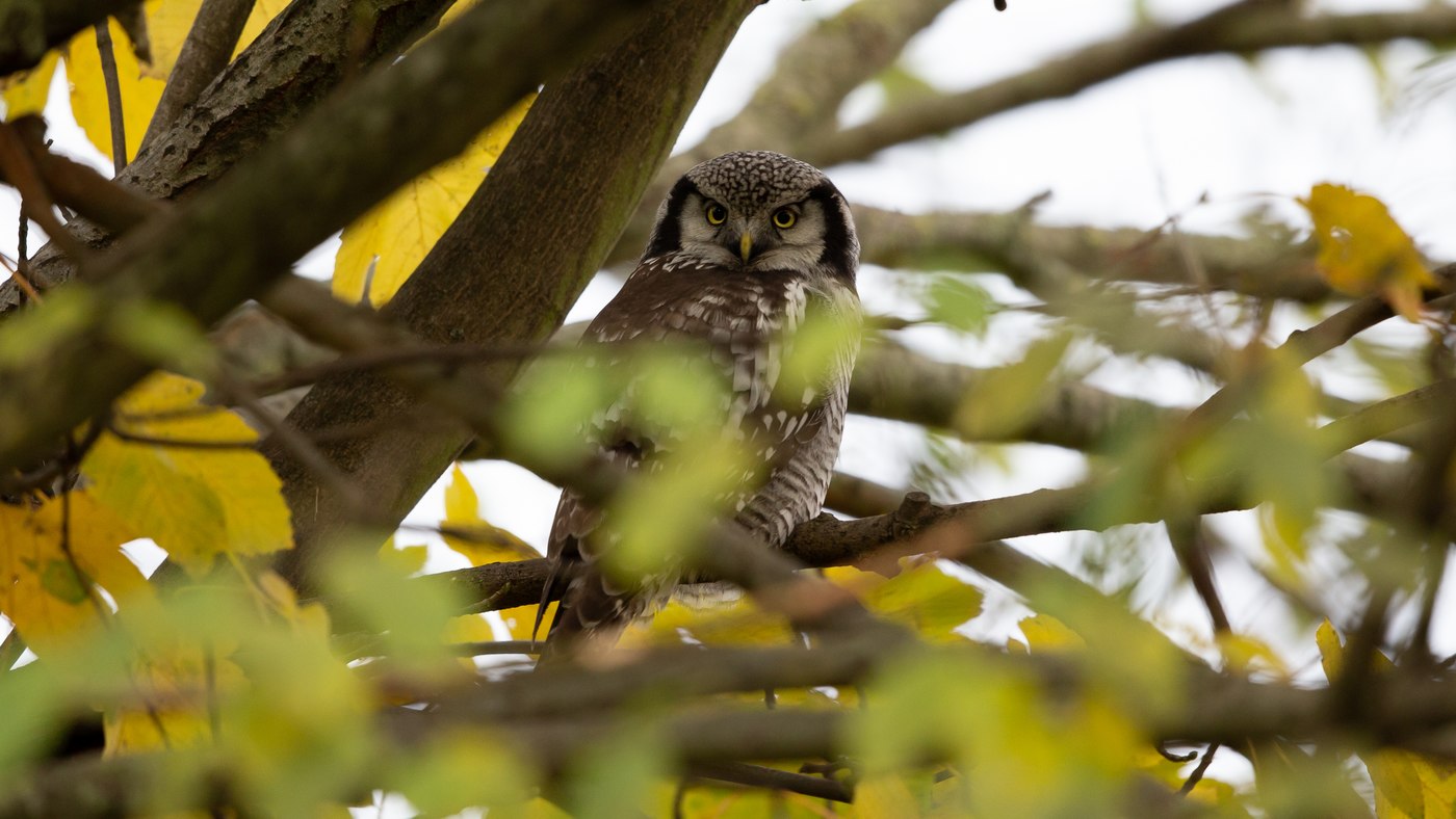 Northern Hawk-Owl (Surnia ulula) - photo made in Zwolle