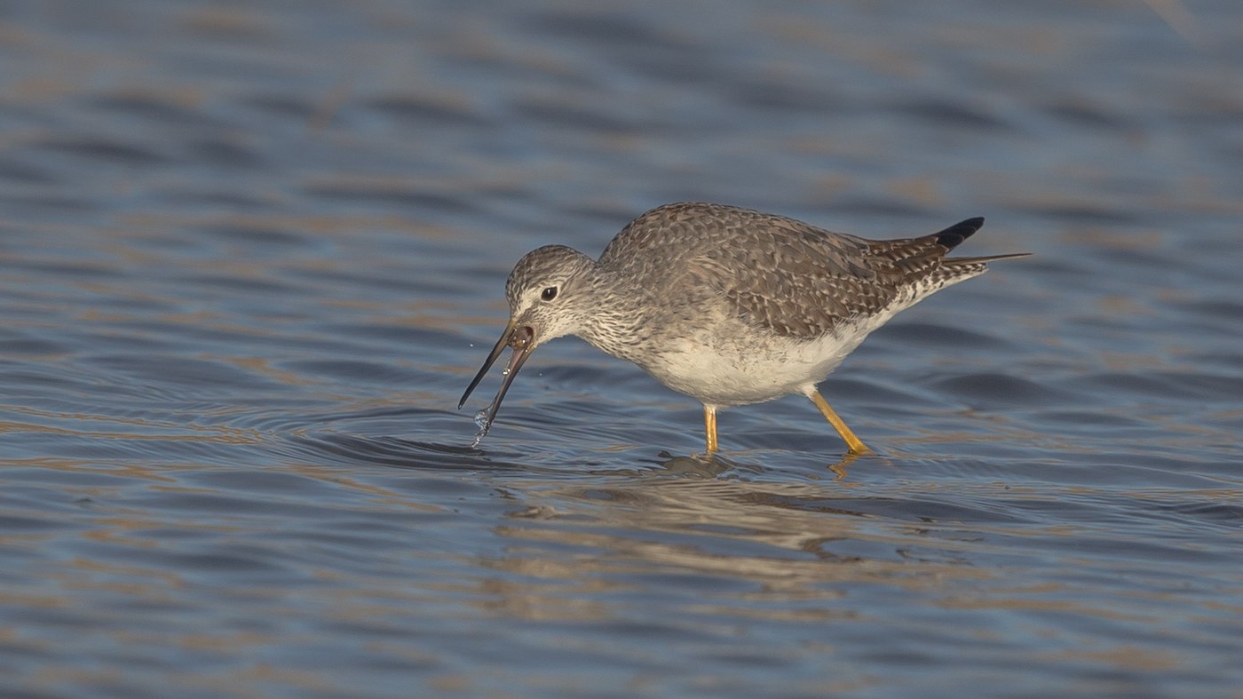 Lesser Yellowlegs (Tringa flavipes) - Picture made in Den Oever