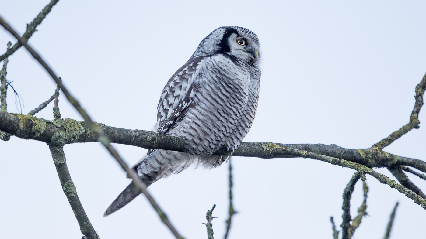 Northern Hawk-Owl (Surnia ulula) - Photo made in Zwolle