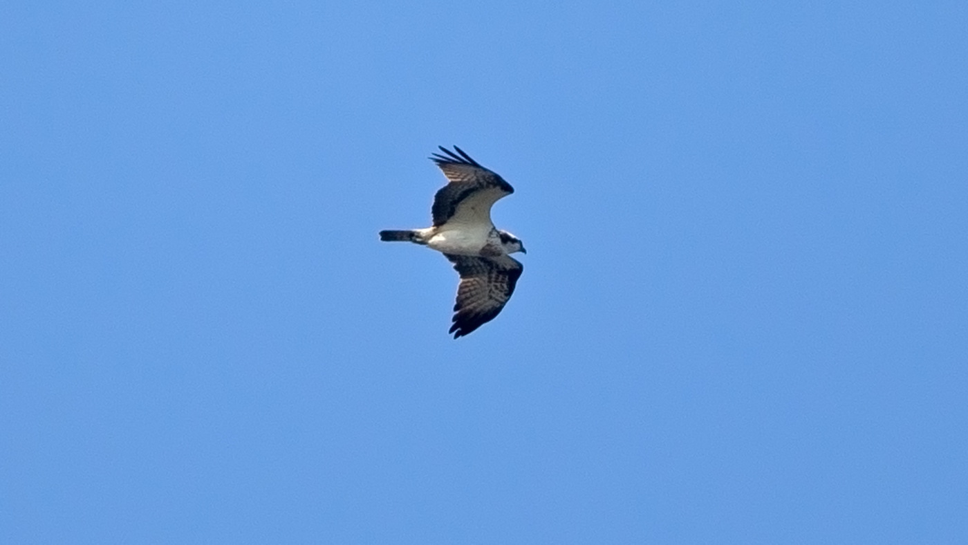 Western Osprey (Pandion haliaetus) - Photo made at the Kamperhoek