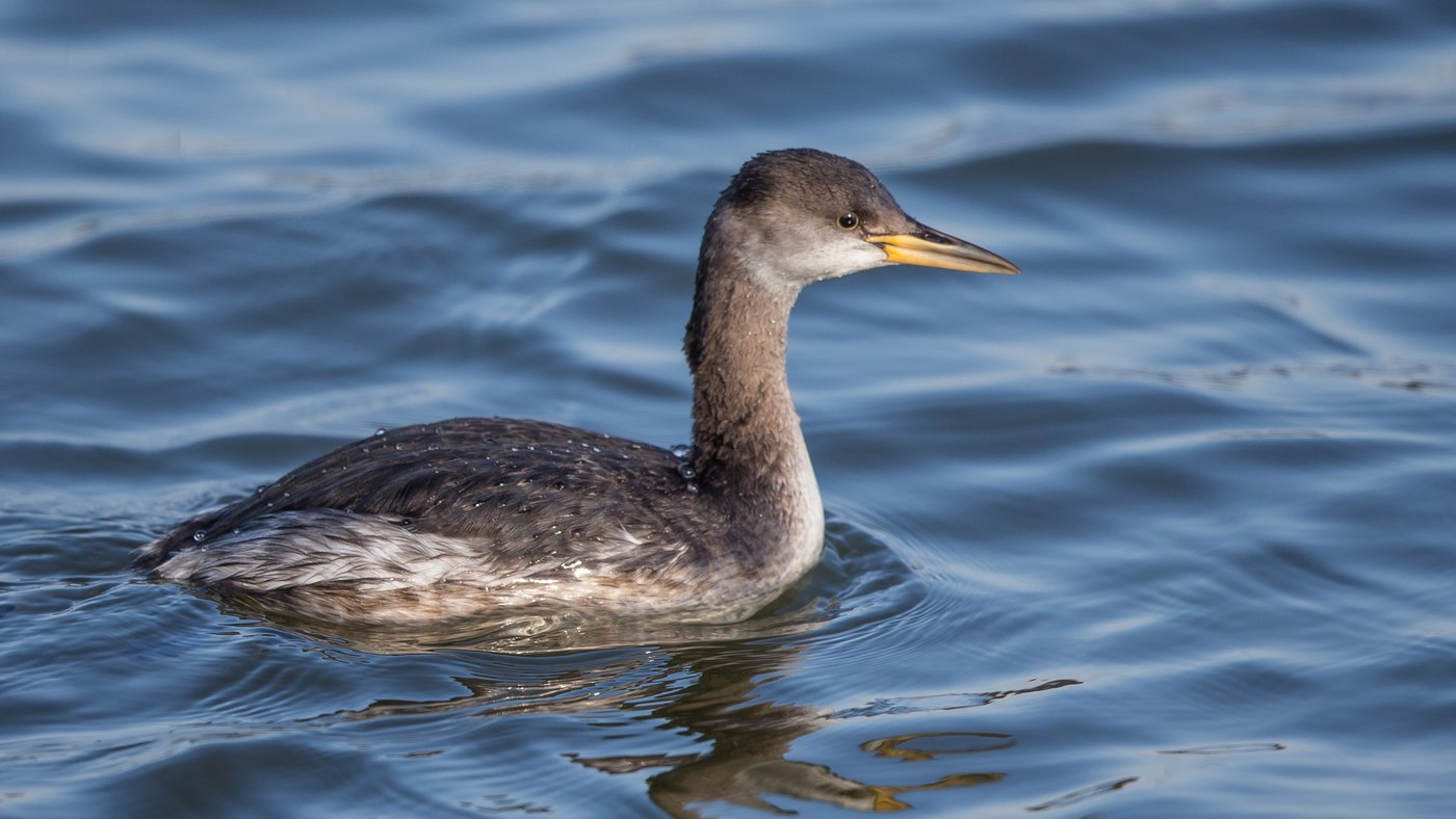 Red-necked Grebe (Podiceps grisegena) - Photo made at the harbour Lauwersoog