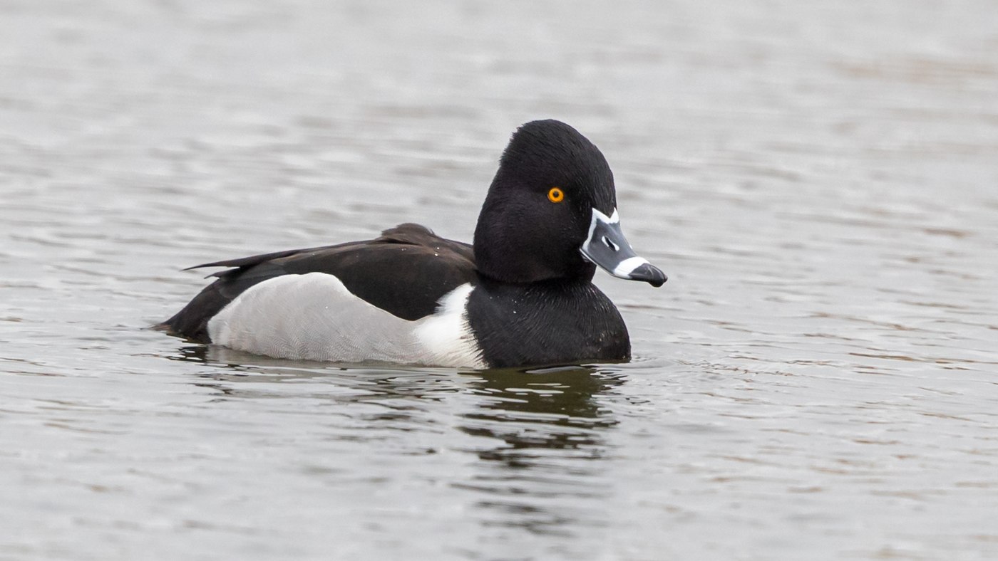 Ring-necked Duck (Aythya collaris) - Photo made at Appingedam