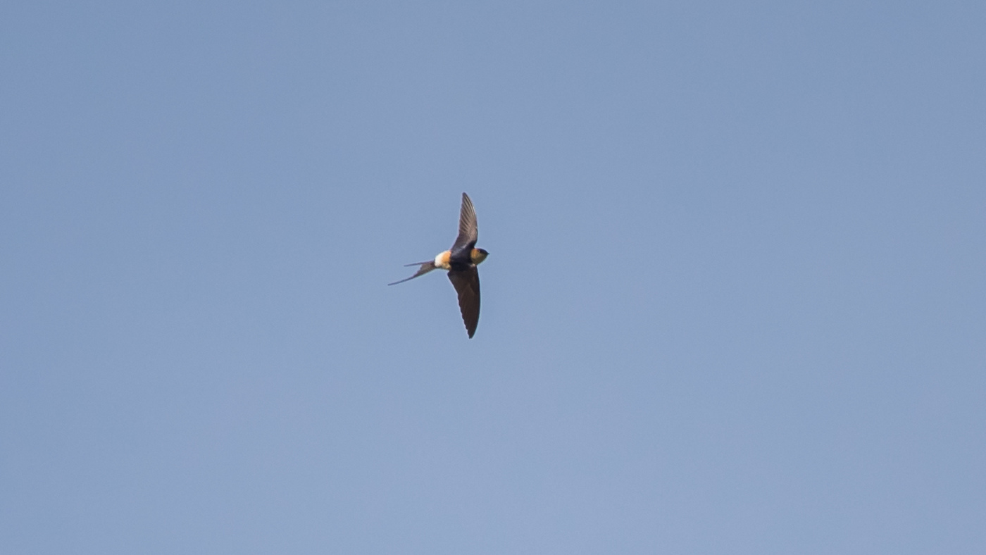 Red-rumped Swallow (Cecropis daurica) - Photo made at Texel