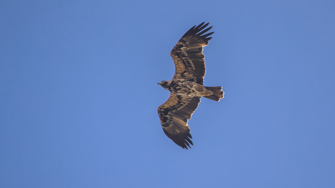 Eastern Imperial Eagle (Aquila heliaca) - Photo made at the Brobbelbies Noord