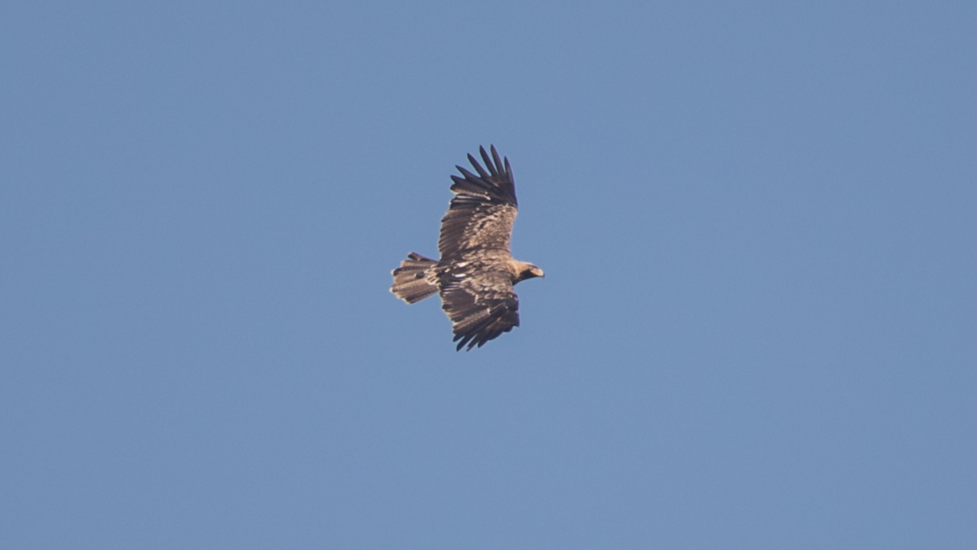 Eastern Imperial Eagle (Aquila heliaca) - Photo made at the Brobbelbies Noord