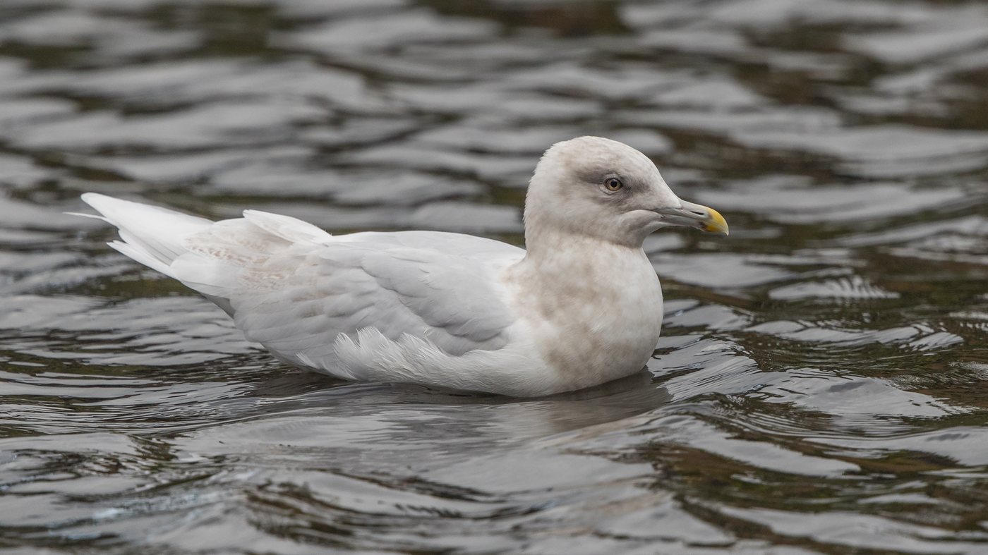 Iceland Gull (Larus glaucoides) - Photo made at Amsterdam