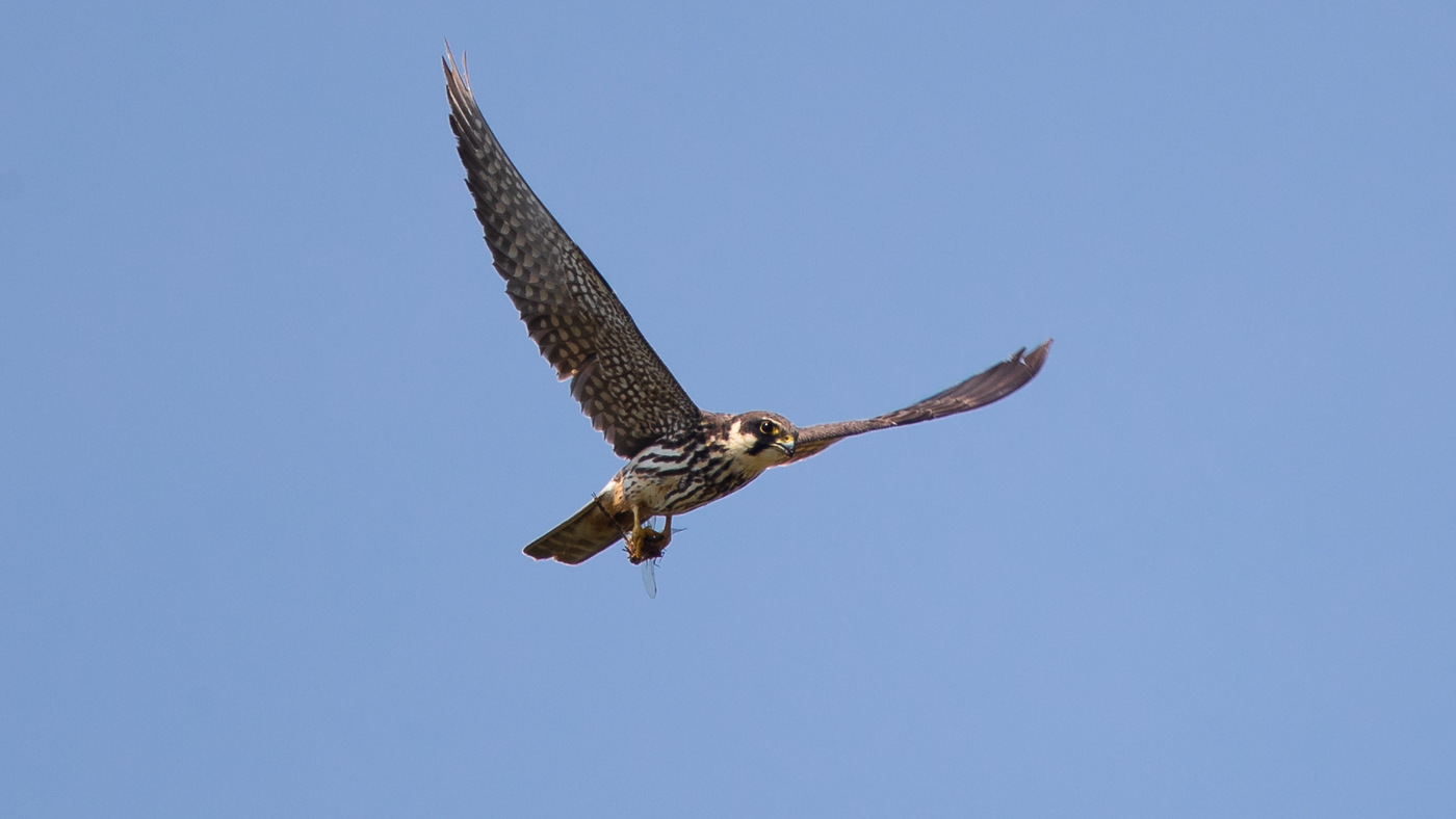 Boomvalk (Falco subbuteo) - Foto gemaakt op de telpost Kamperhoek