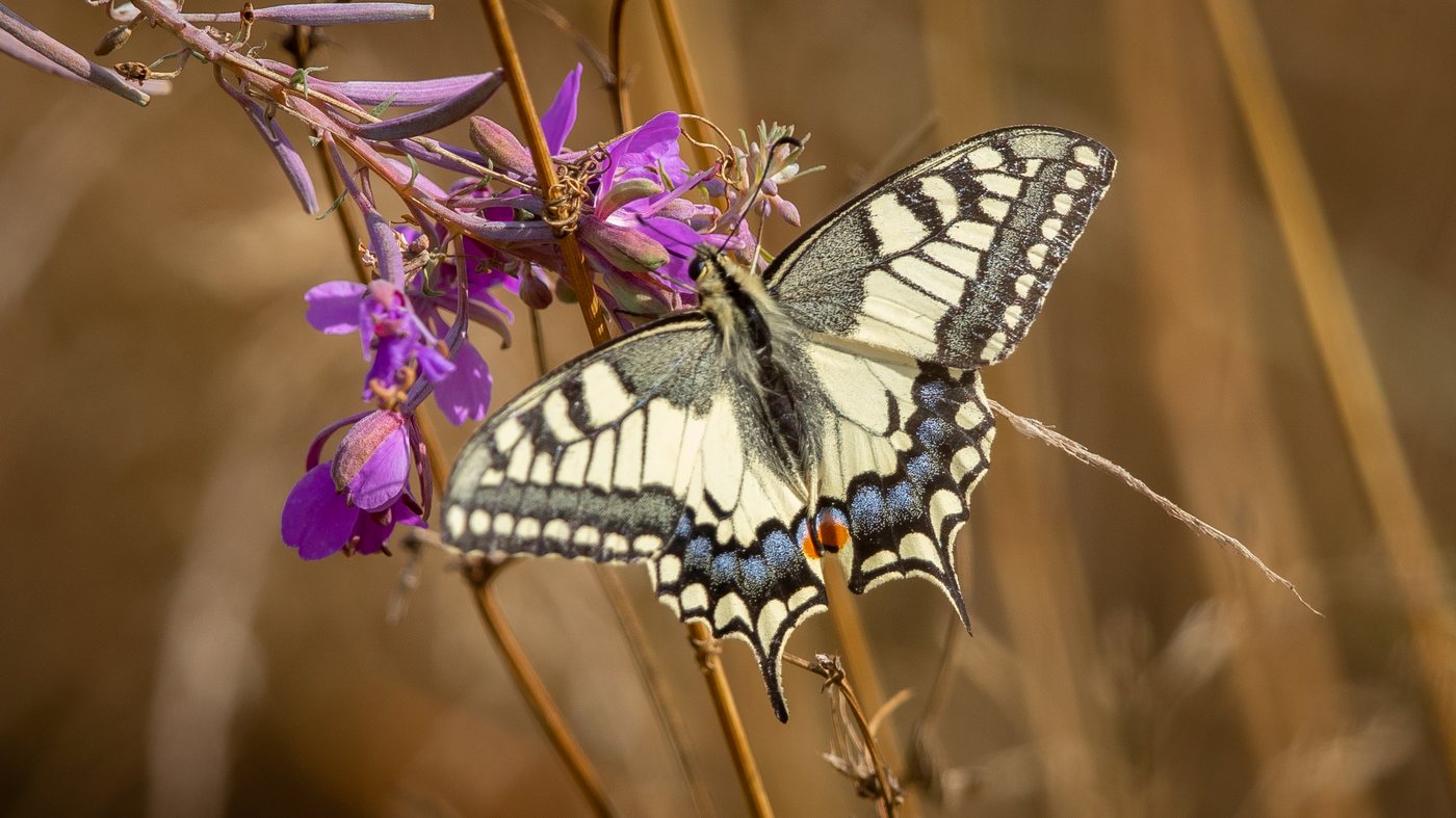 Koninginnepage (Papilio machaon) - Foto gemaakt op de Brobbelbies