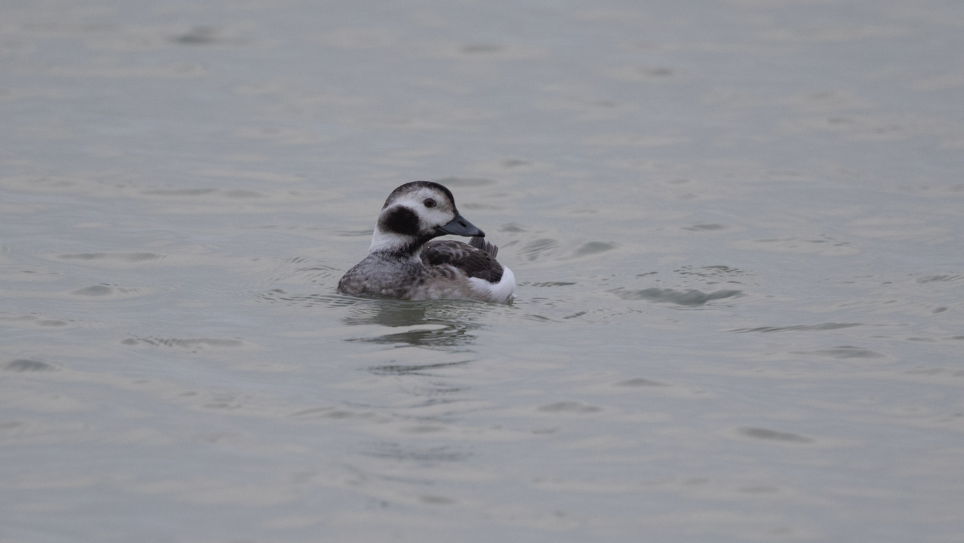 Long-tailed Duck | Clangula hyemalis | Photo made at the Brouwersdam, The Netherlands | 01-01-2020