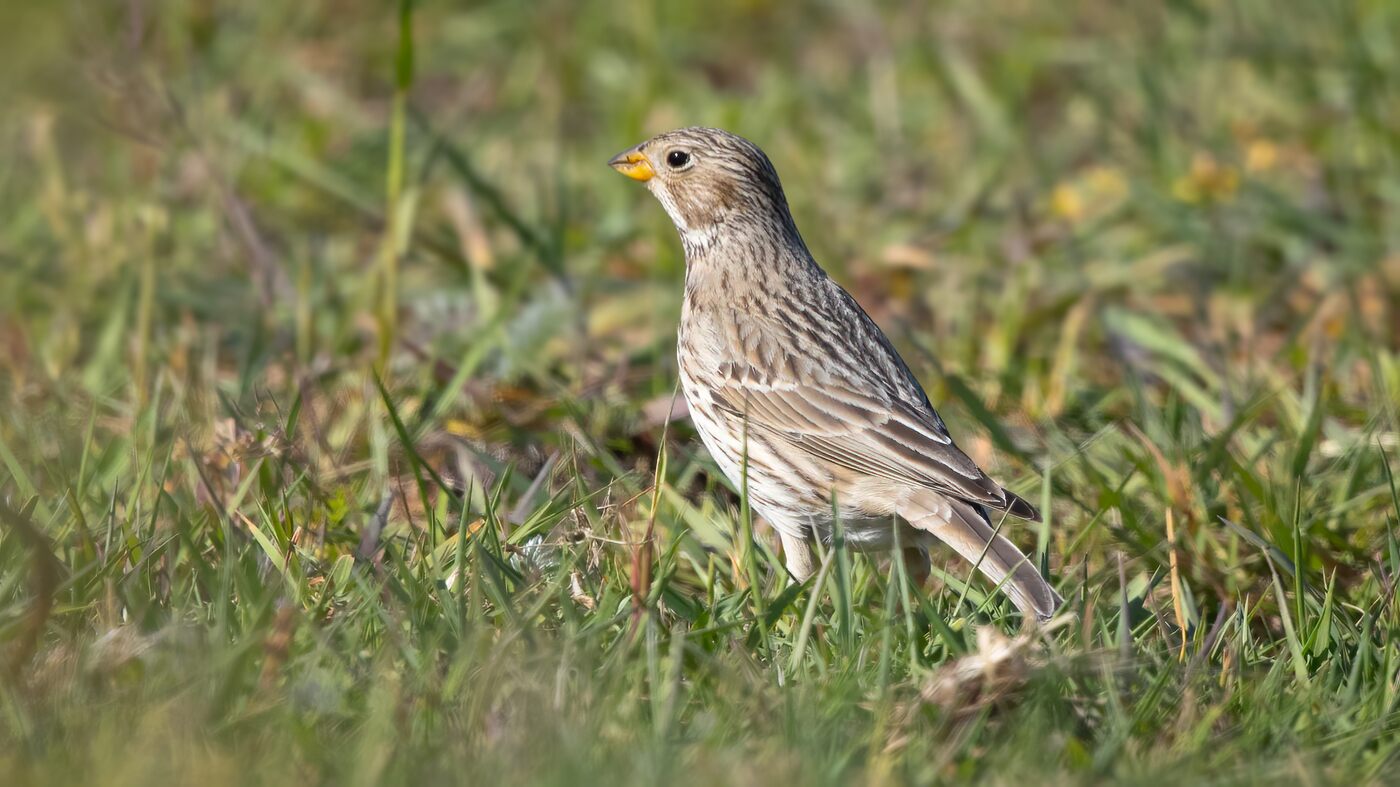 Corn Bunting | Emberiza calandra | Photo made at the migration site Brobbelbies Noord, The Netherlands | 16-05-2020