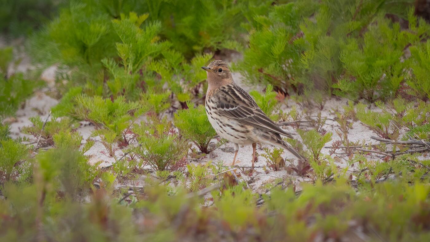 Red-throated Pipit | Anthus cervinus | Photo made in Gendringen, The Netherlands | 16-05-2020