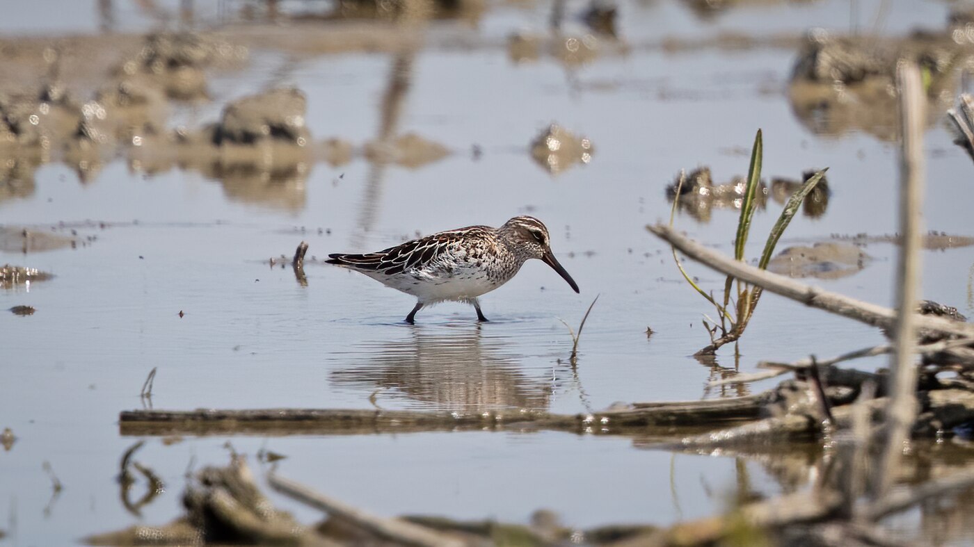 Broad-billed Sandpiper | Calidris falcinellus | Photo made in the Ezumakeeg Zuid at the Lauwersmeer, The Netherlands | 21-05-2020