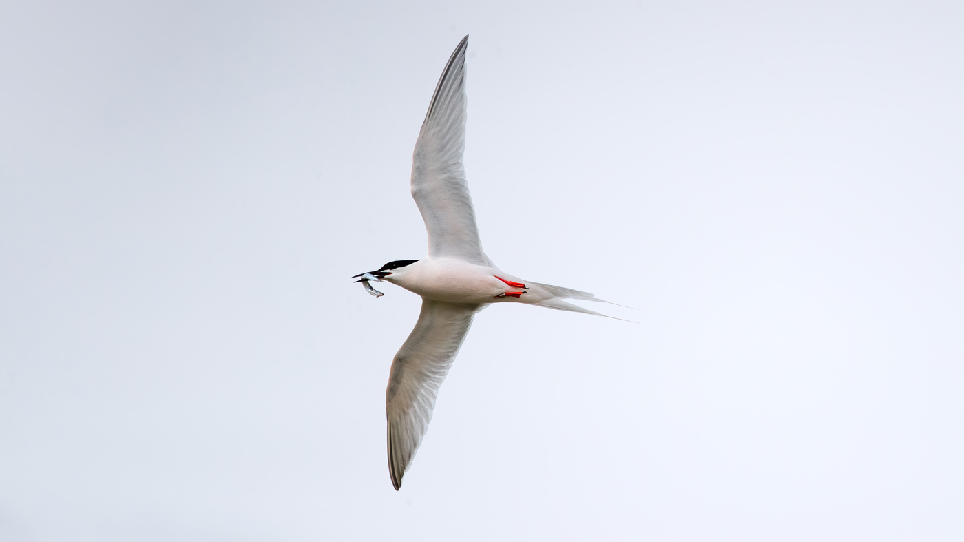 Roseate Tern | Sterna dougallii | Photo made at the Wagejot on the island of Texel, The Netherlands | 01-06-2020