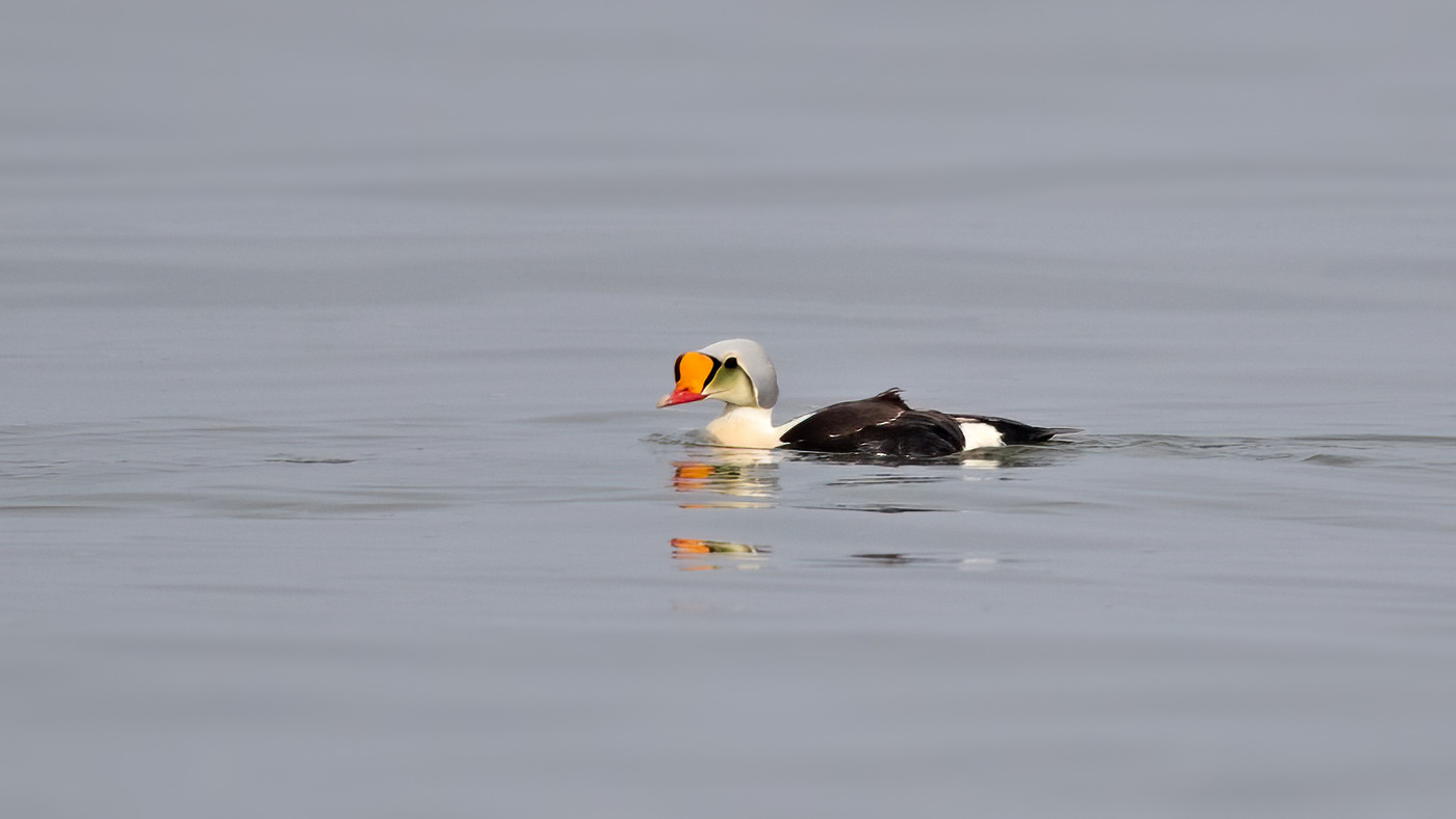 King Eider | Somateria spectabilis | Photo made at the IJzeren Kaap on the island of Texel, The Netherlands | 10-06-2020
