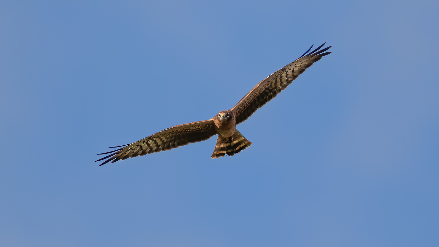 Montagu's Harrier | Circus pygargus | Photo made in Finsterwolde, The Netherlands | 29-07-2020
